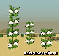 Desert Cotton Plant