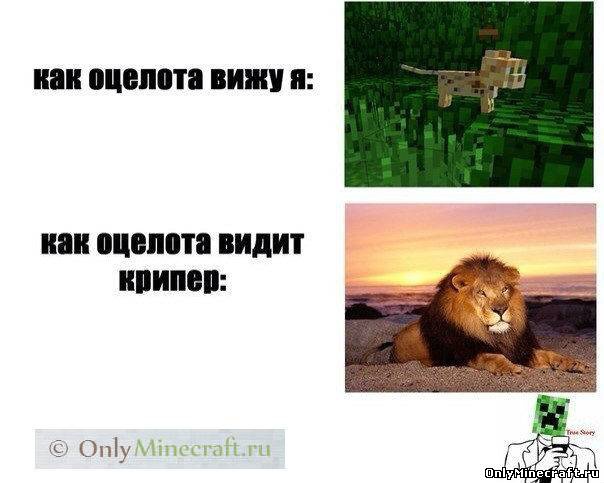 оцелот